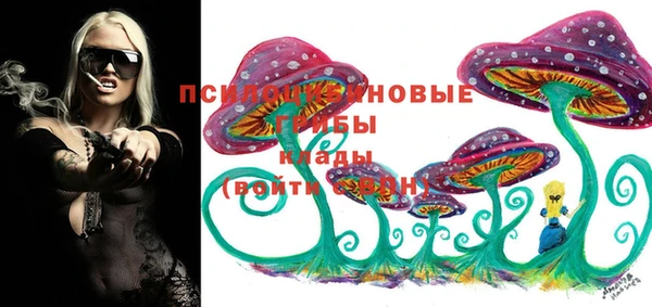 стафф Снежногорск