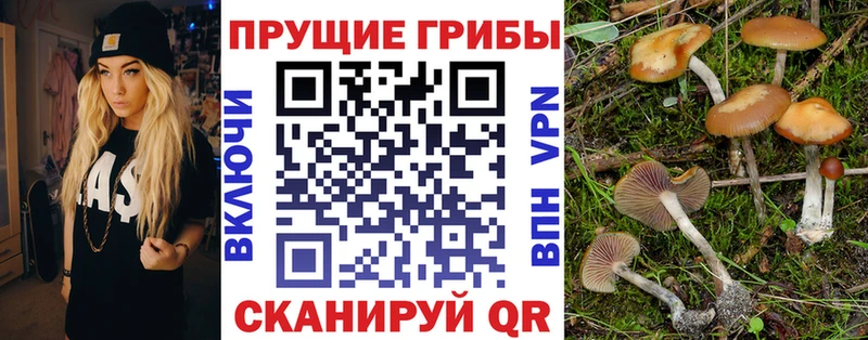 Псилоцибиновые грибы Psilocybe  ссылка на мегу вход  Тюкалинск 